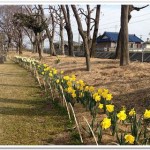 青塚古墳史跡公園に花が咲く,そして楽しい会話が聞こえてくる