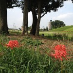 ひやおろしと彼岸花