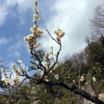 梅とはじめの王