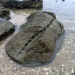 うさぎとさるが夢の島