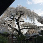 しだれ桜と城下町
