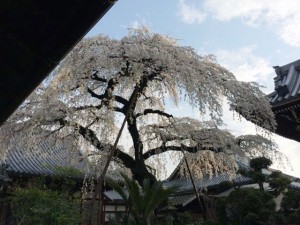 円明寺しだれ桜