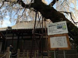 円明寺しだれ桜