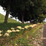 彼岸の白い華,ロクゴー小路