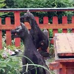 木之下城のカケラを探せ