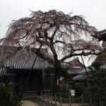 しだれ桜