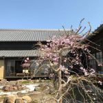 中庭の八重桜