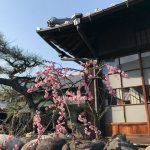しだれ梅