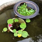花が咲く